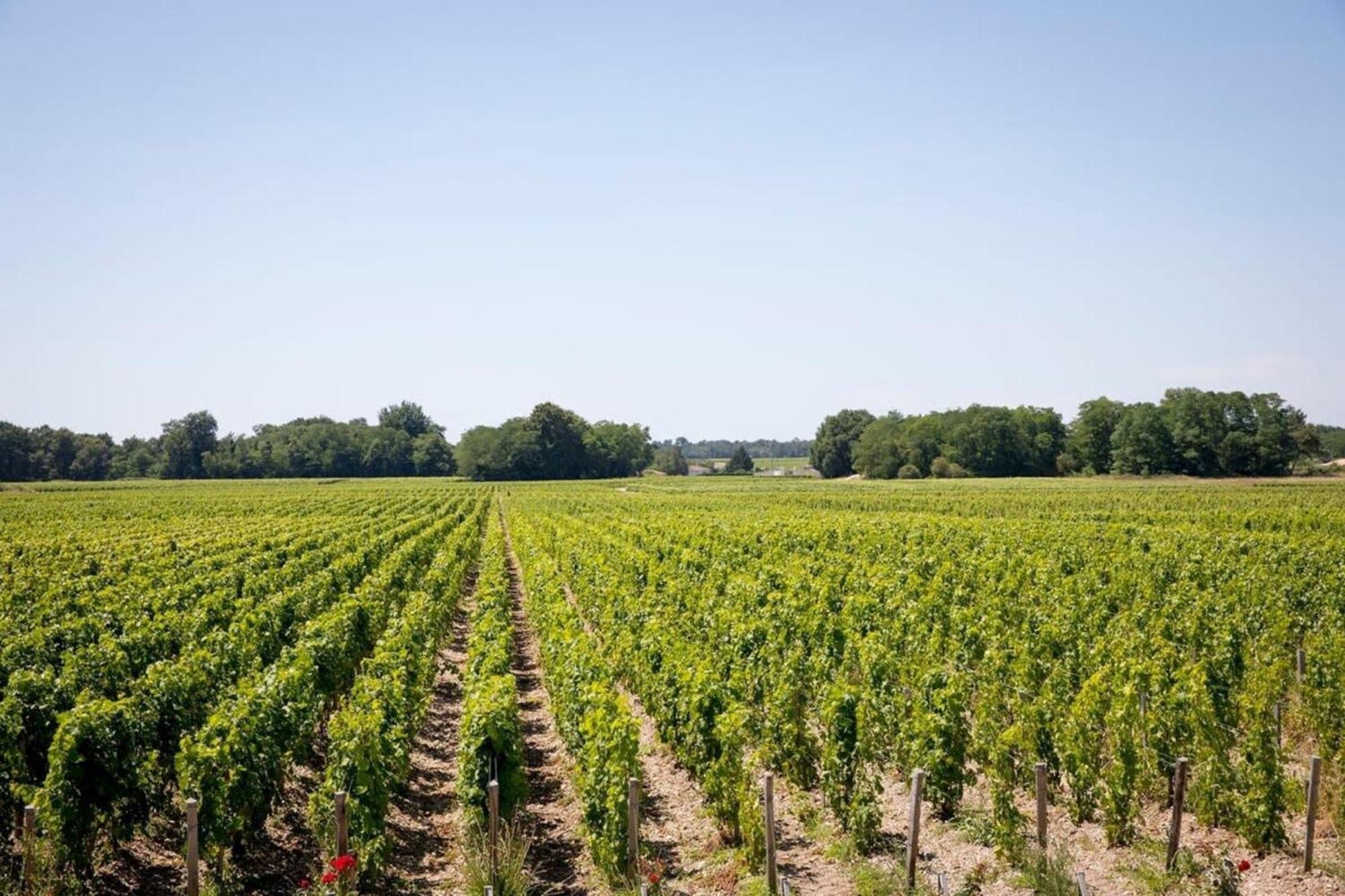 Chateau Malescasse Lamarque Kültér fotó
